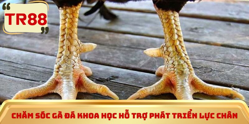 Chăm sóc gà đá khoa học hỗ trợ phát triển lực chân