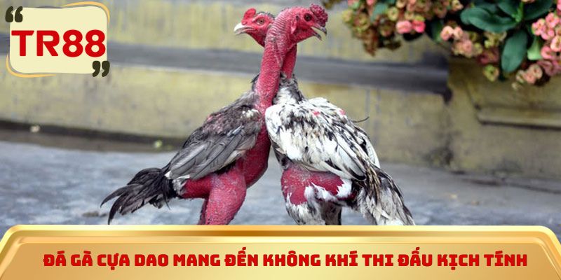 Đá gà cựa dao mang đến không khí thi đấu kịch tính