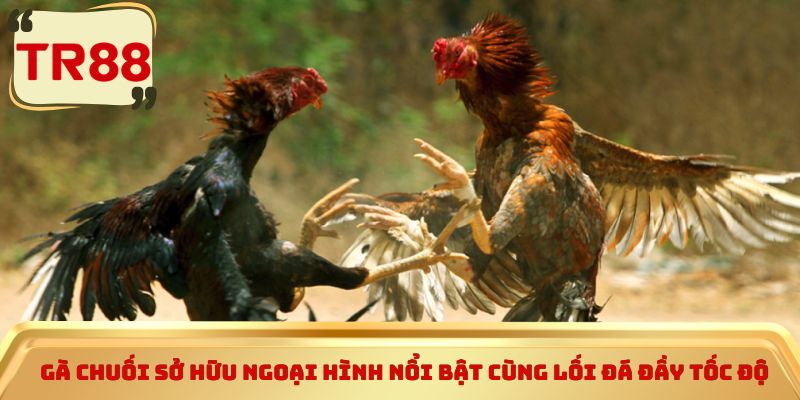 Gà chuối sở hữu ngoại hình nổi bật cùng lối đá đầy tốc độ 